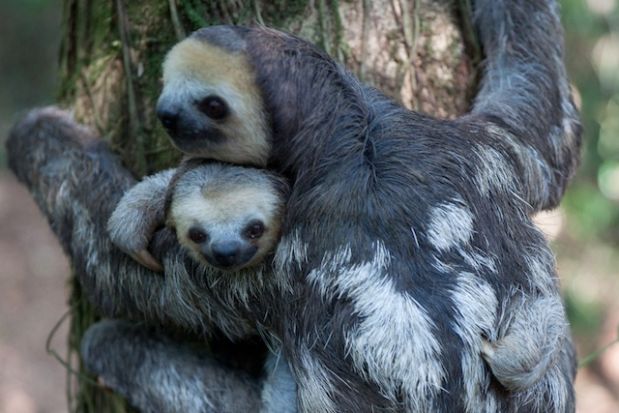 Breeding Three Toed Sloth